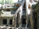 Bume berwuchern die Tempelanlage von Ta Prohm