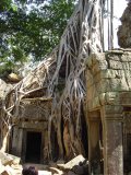 Bume berwuchern den Ta Prohm Tempel