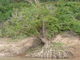 Wurzel-Baum entlang des Mekong
