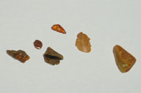 Amber collected on the beach