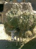 Der Esel ist in Kandovan Haupttransportmittel