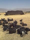 Zelte und Tiere der Lori-Nomaden etwas Abseits der Hauptstrasse von Hamadan nach Isfahan