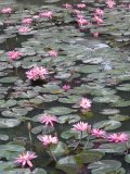 Lotus-Blumen im Literatur-Tempel