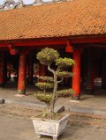 Bonsai im Literatur-Tempel von Hanoi - nach Konfizius